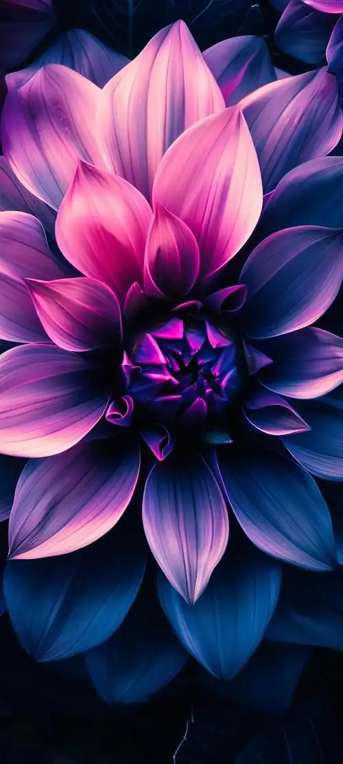 壁纸 花 桌面 640_1422 竖版 竖屏 手机