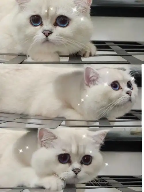 78新年猫猫三连78