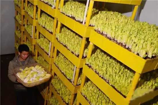 不出门种点这个菜,可无土栽培,1个架子就种出百十斤,40天采收