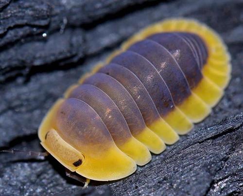 宠物鼠妇活虫体潮虫子西瓜虫桌面景观学生实验观察昆虫橘化熊猫王