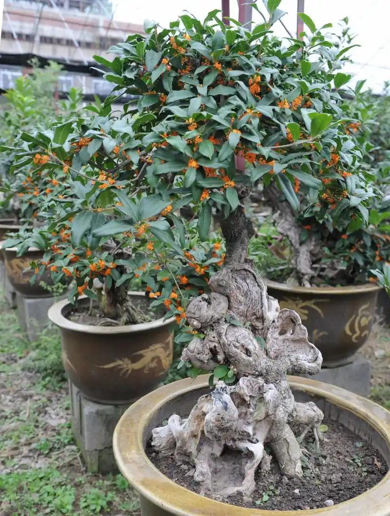 【引用】桂花盆景