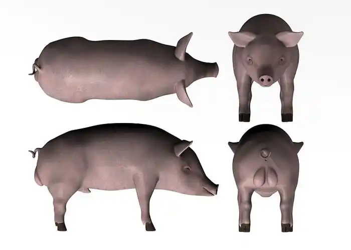 猪图片_猪高清图片_全景视觉