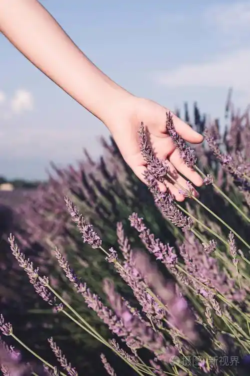 法国普罗旺斯瓦伦索尔附近的薰衣草田盛开的薰衣草一个女孩用手抚摸