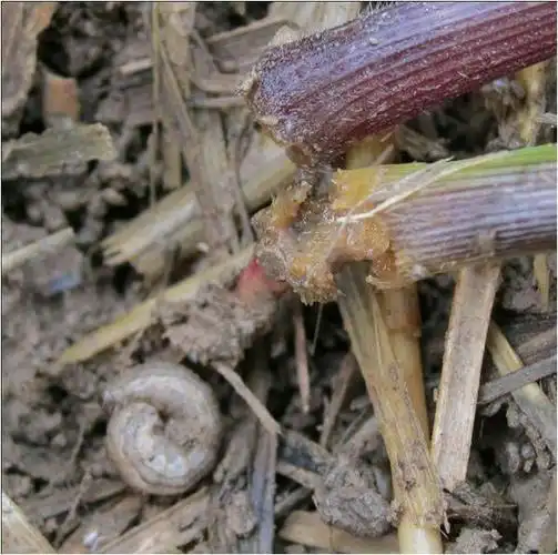 注意:二点委夜蛾要来了,做好准备