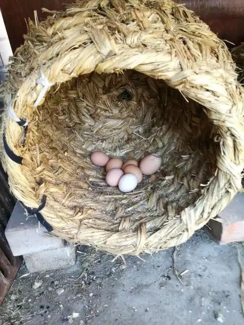 题图诗/鸡窝 作者/朱玉荣将军山旅游