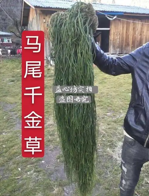 中药材马尾千金草植物千斤草100克