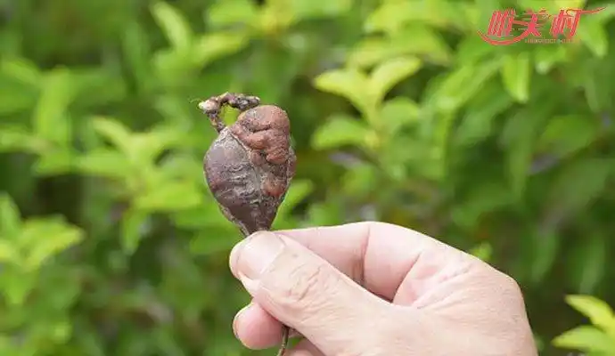 男子深山挖何首乌