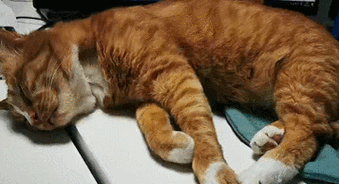 为什么猫咪睡觉会抽抽哪些情况需要警惕