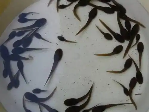 最后都变成癞蛤蟆了那时候姐养了很多蝌蚪当然沟里的小蝌蚪还是不错的