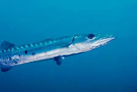 梭鱼水下鱼图片