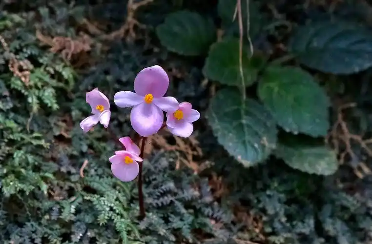 【首发】紫背天葵