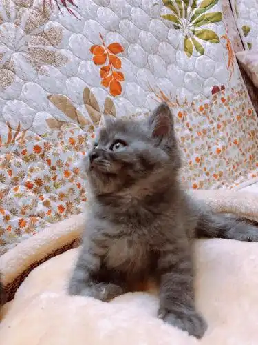 海口蓝猫纯黑英短求带走