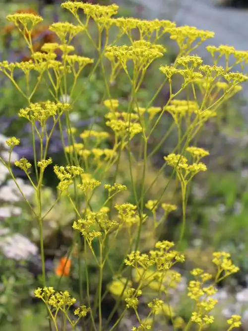 植物大赏黄花败酱草