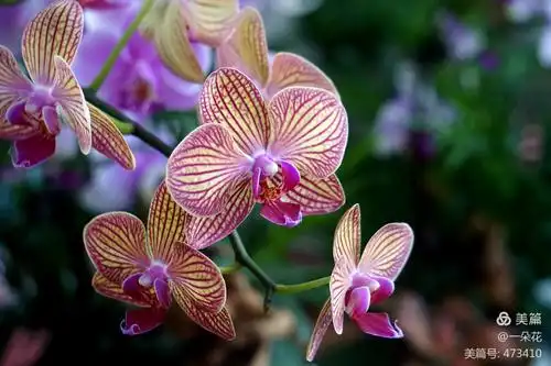 这朵兰花是花中四君子最美最雅最幽香的花