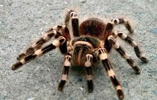 1,黑寡妇蜘蛛中国生存着许多种蜘蛛,其中一些种类是有毒的,例如大名