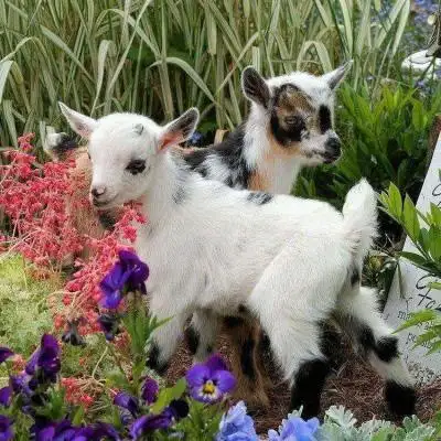 羊头像图片大全真羊好看的羊微信头像图片