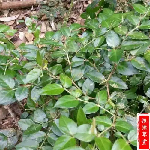 中药材野生老虎虎刺根老鼠绣花针伏牛花根新鲜其他药食同源食品