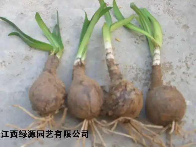 彼岸花长叶子的时候是什么样子的,现在山上可以挖的到吗