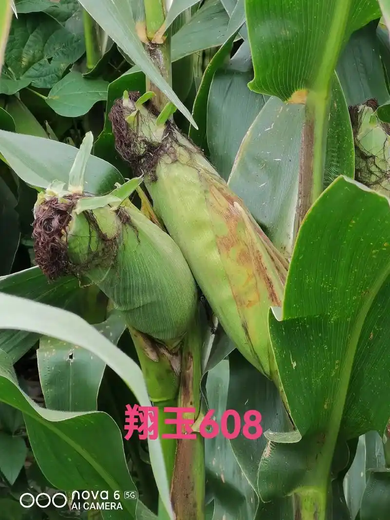 高产玉米种子 - 抖音
