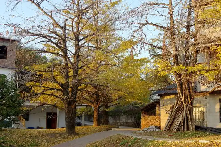 2019年12月7日自驾车到桂林小平乐看银杏.