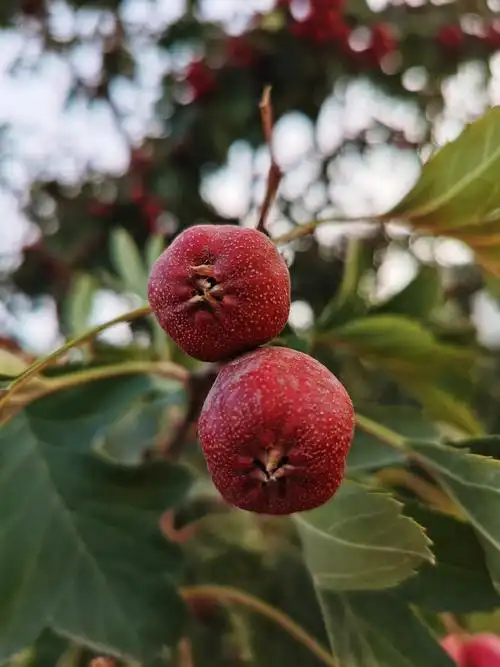 山楂树随手一拍就很美