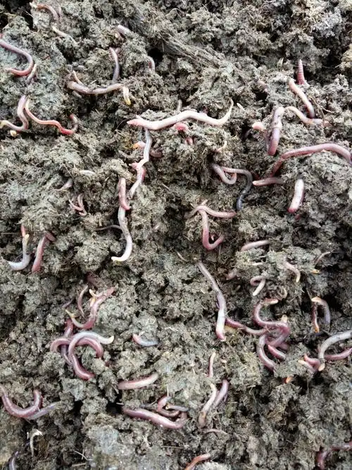 盛龙蚯蚓养殖基