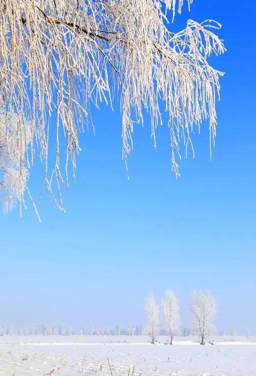冬雪伴雾凇