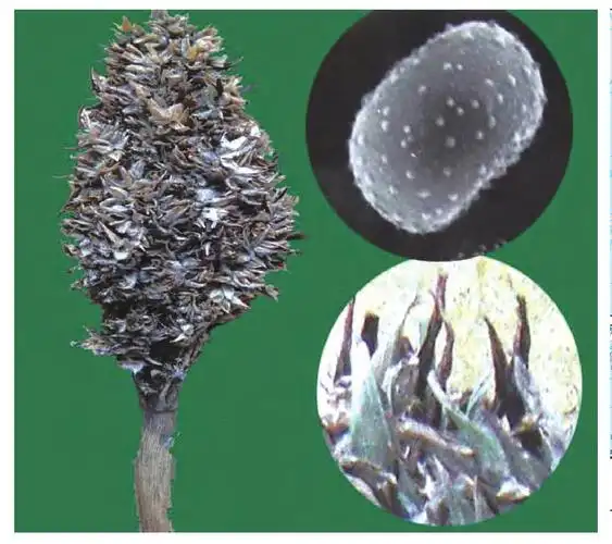 sporisorium reilianum (kuhn) langdon & fullerton, 丝孢堆黑粉菌