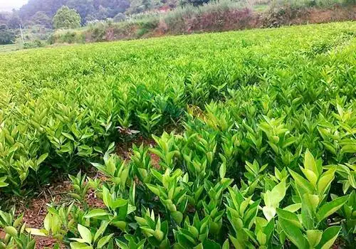 桂林大鱼塘果苗销.