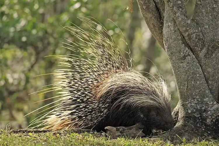 豪猪角非洲豪猪成年图片素材