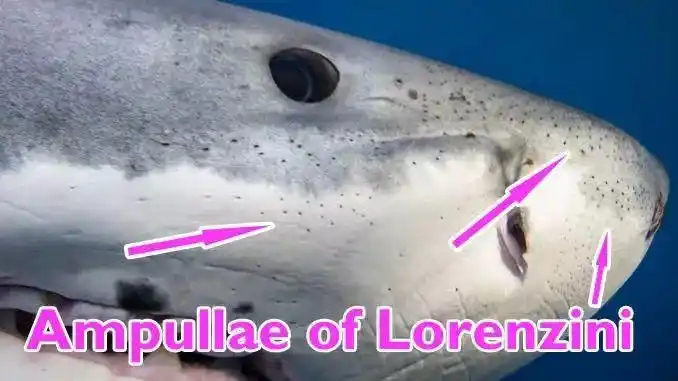 兹壶腹留在家里吃"盒饭"典型的软骨鱼是卵生动物,但柠檬鲨却是胎生的