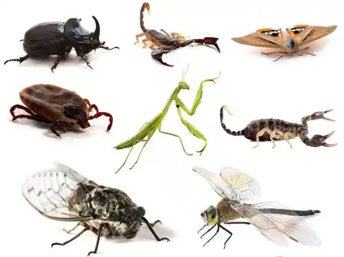 十一星瓢虫是益虫还是害虫(教你一招一秒区分瓢虫是益虫还是害虫)