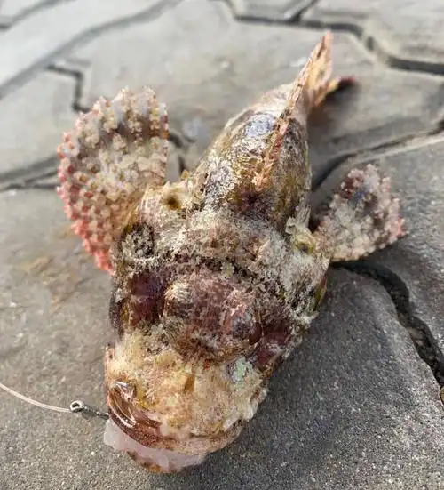 什么是石头鱼,它命运如何?如何垂钓石头鱼