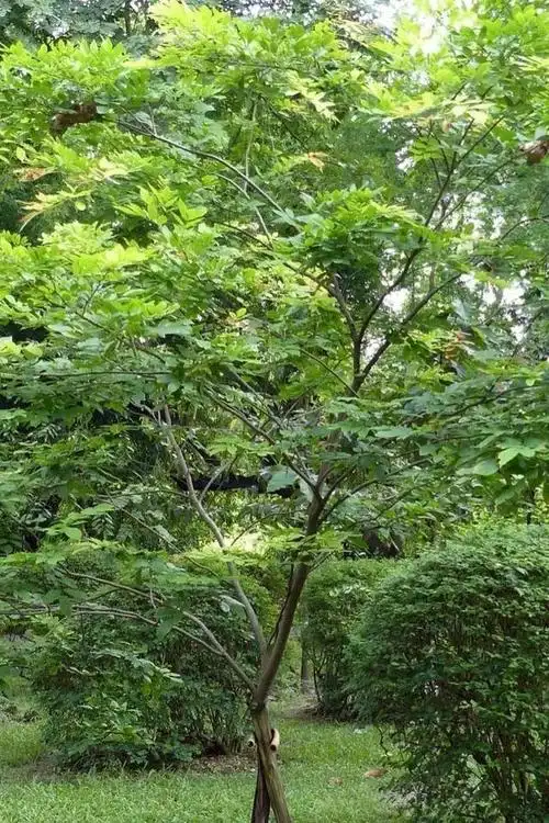 鸡翅木——红木界好好先生