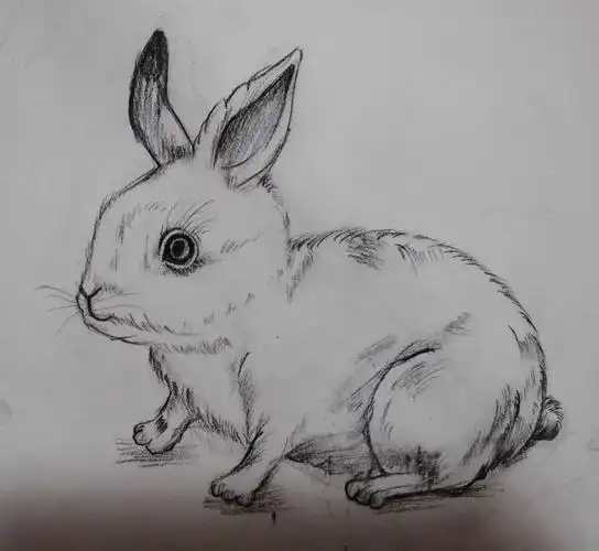 活灵活现的小兔子