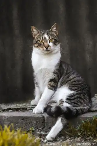 土耳其居然有中华狸花猫!- 卧底4个月拍摄二【40图】