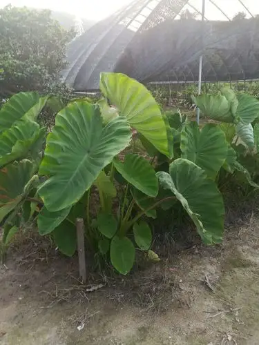 1芋(天南星科   芋属)     又称毛芋   芋头