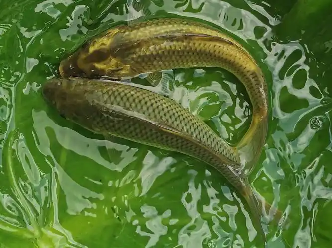 金边鲤研发基地今揭牌土著鱼选育谱写新篇章