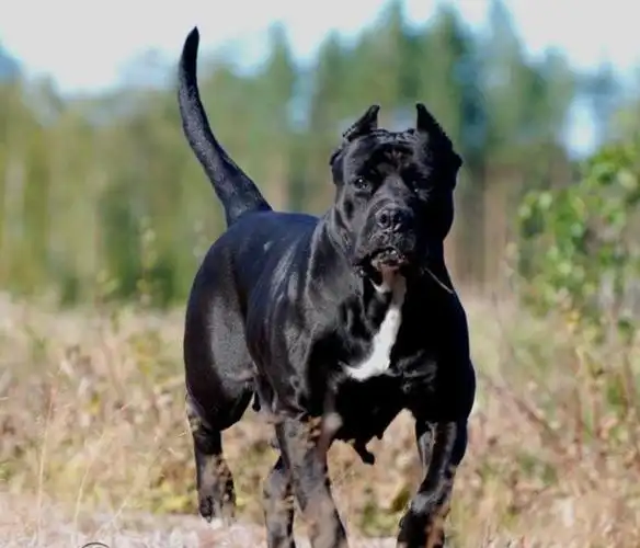 普雷萨加纳利犬(源自于西班牙的护卫犬)_尚可名片