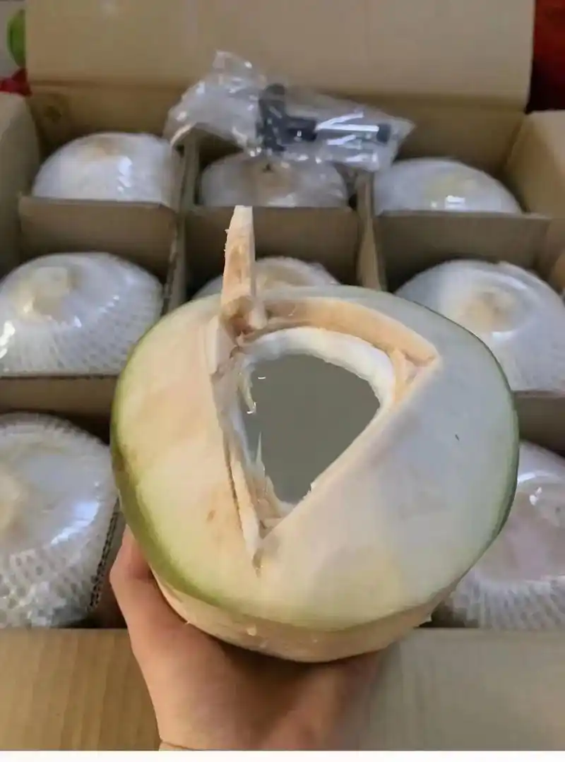 海南椰青,味美价低.海南椰青是全年稳定发货的品 中午前下单下 - 抖音