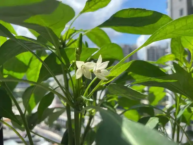 94记录阳台辣椒开花结果