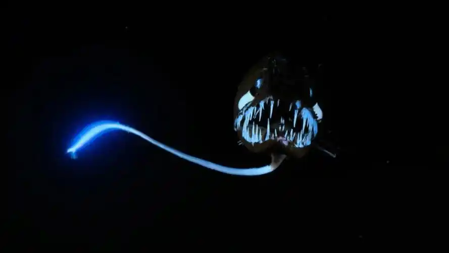 深海中会发光的鱼,浑身长满了感应奇观|纪录片