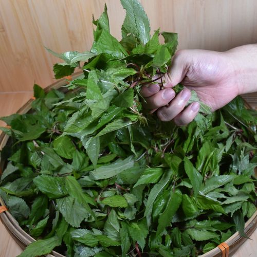 已经过季 潮汕新鲜采摘麻叶菜帝王菜农家野菜红麻杂咸送粥下饭菜