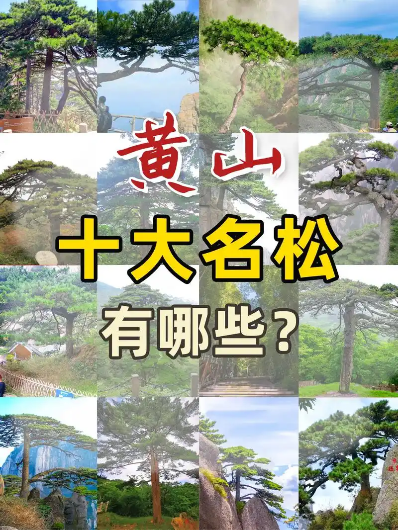 你知道黄山的十大名松分别是什么吗?黄山五绝分别为云海,怪石 - 抖音