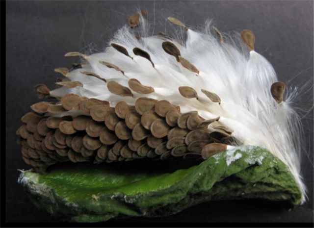 种瓜得褂小小牛角瓜助力云南乡村振兴