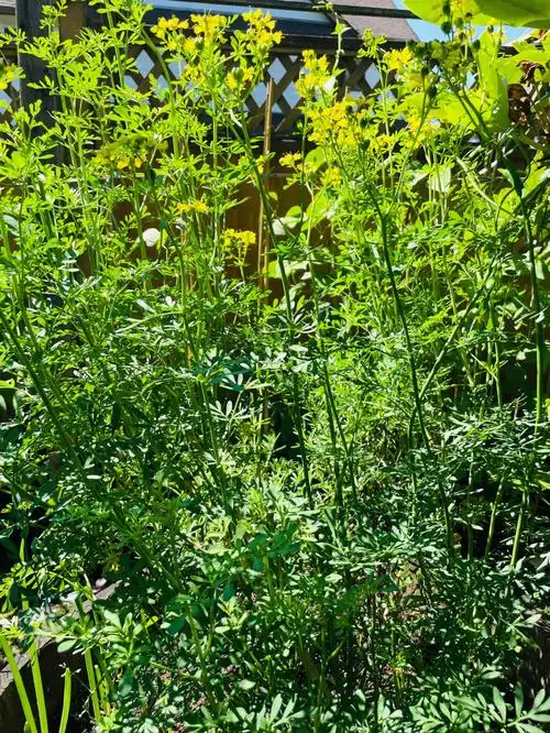 清香扑鼻的臭草