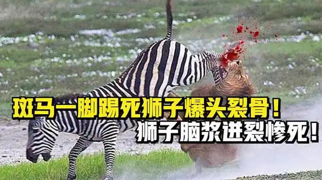 狮子脑浆迸裂惨死!倒地抽搐颤抖|狮子(纹章学)_网易视频