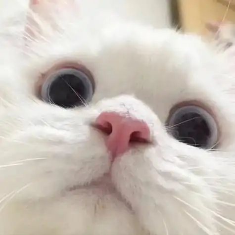 可爱萌萌的小动物头像需要自取哦腾讯新闻