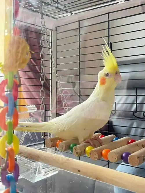 求助原始灰公母!