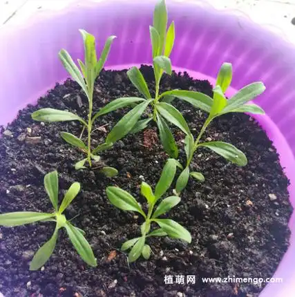 康乃馨繁殖方法播种扦插压条方式